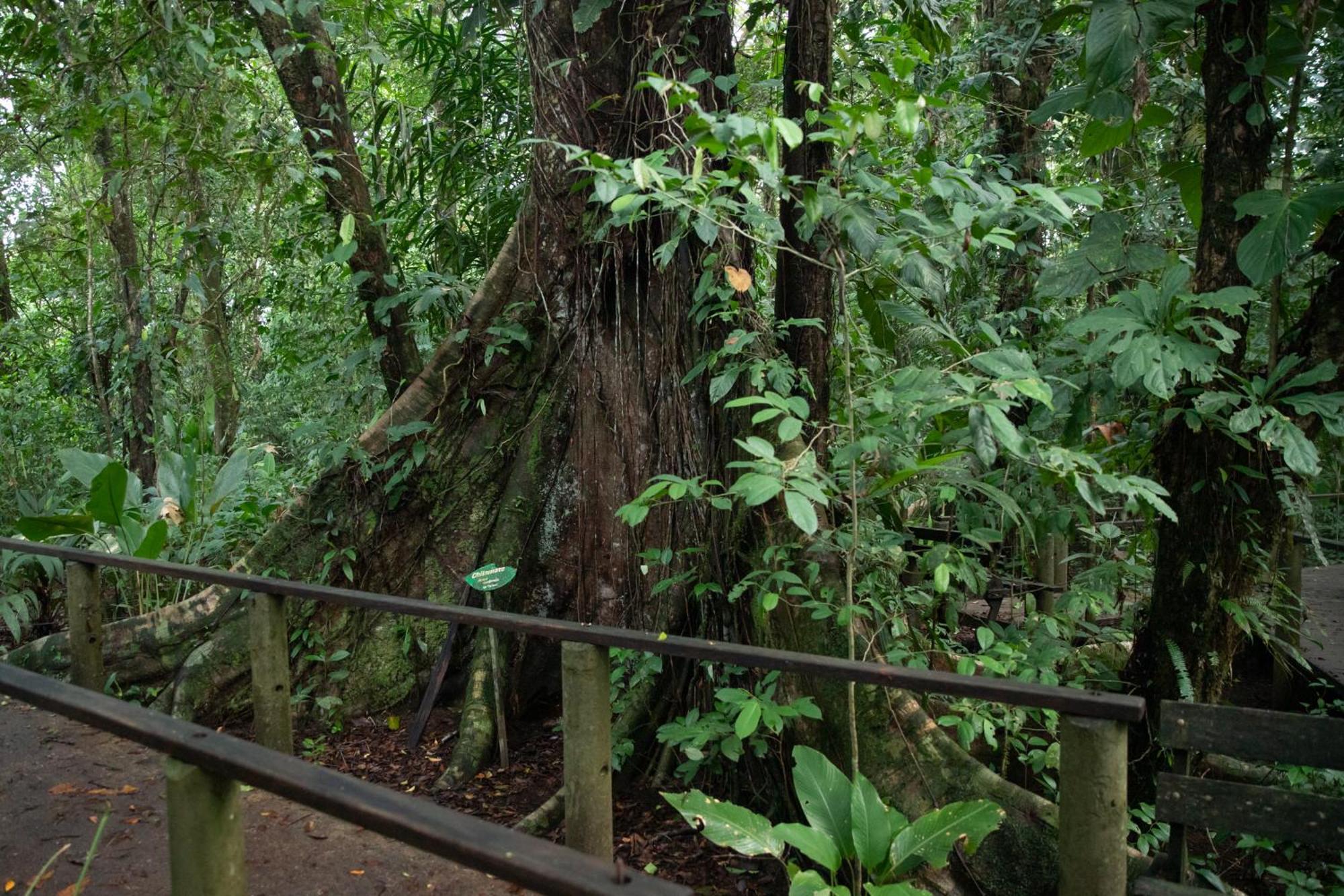 Pachira Lodge تورتوجويرو المظهر الخارجي الصورة